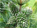 Pinus koraiensis d